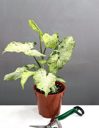 4" Syngonium Green Freckles - Houseplants - Plant Proper