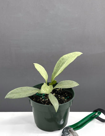 4" Hoya New Guinea Ghost - Houseplant - Plant Proper