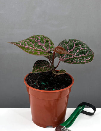 4" Piper Crocatum - Houseplant - Plant Proper