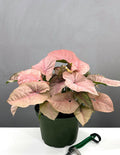 6" Syngonium Neon Pink - Houseplant - Plant Proper