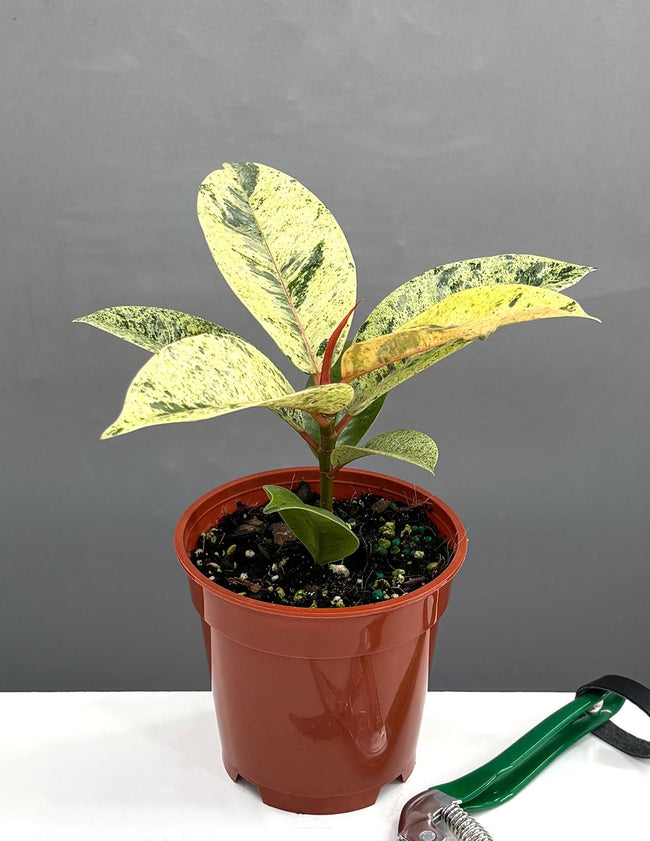 4" Ficus Shivereana - Houseplants - Plant Proper