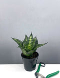 Plant Proper - Sansevieria Hahnii Seibert - 4" Pot