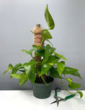 6" Epipremnum Pinnatum 'Aurea' - Houseplant - Plant Proper