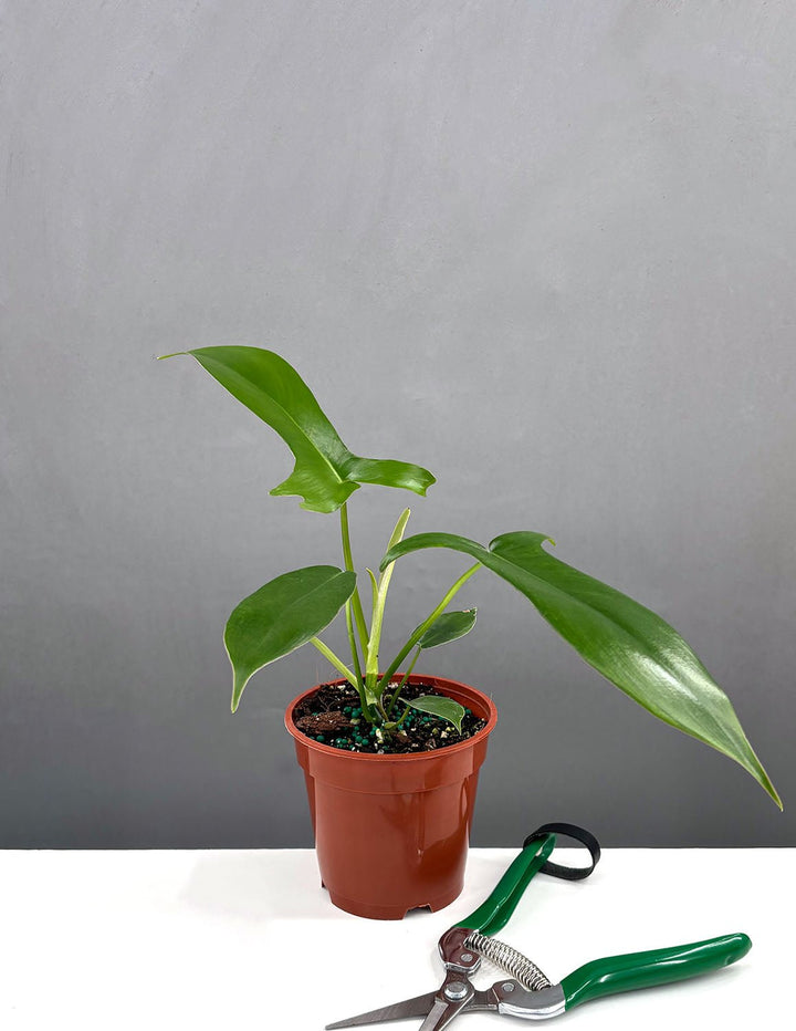 philodendron pedatum glad hands Philodendron Glad Hands | Houseplants