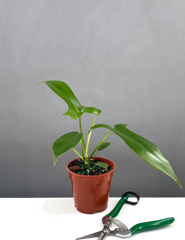 Philodendron Glad Hands - Plant Proper - 4" Pot