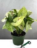6" Syngonium Confetti - Houseplants - Plant Proper
