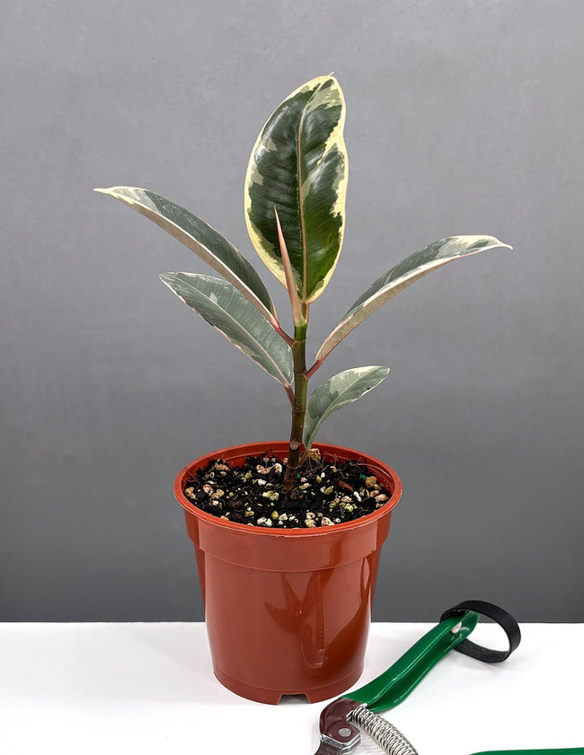 4" Ficus Tineke - Houseplants - Plant Proper