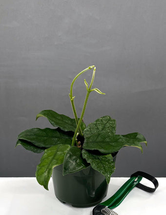 4" Hoya Villosa - Plant Proper - 4" Pot