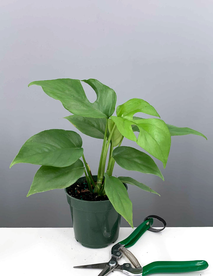 Mini Monstera | Rhaphidophora Tetrasperma