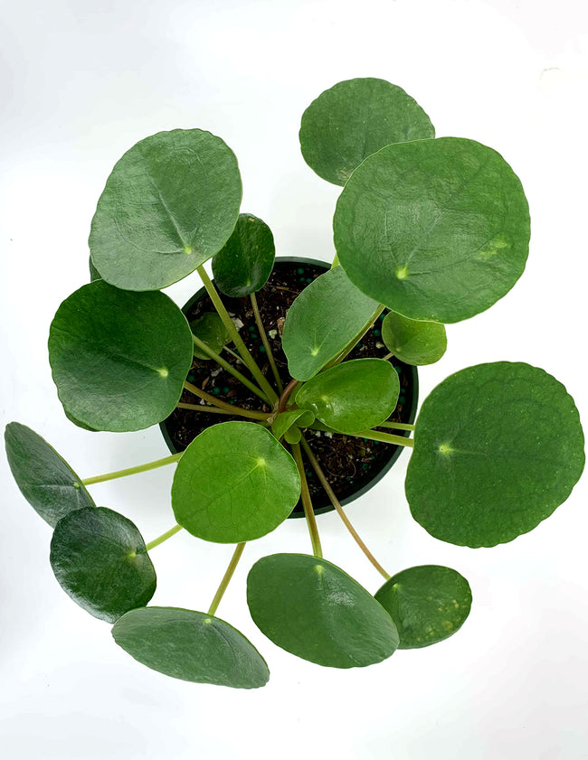 Pilea Chinese Money Plant Overview - Plant Proper