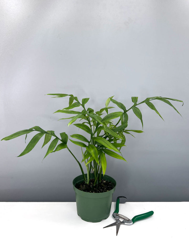 Monstera Subpinnata