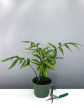 Monstera Subpinnata - House Plant - Plant Proper - 6"