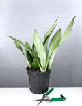 Plant Proper - House Plant - Sansevieria Moonshine - 6" Premium