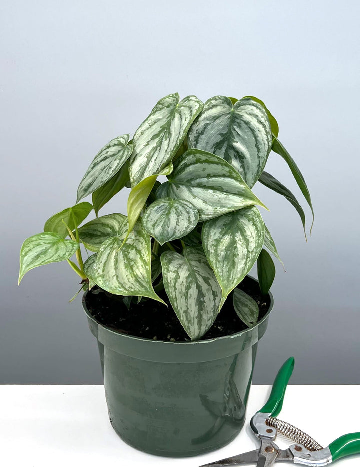 philodendron brandtianum humidity Philodendron Brandtianum