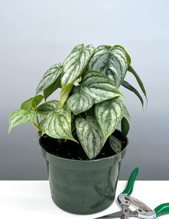 Philodendron Brandtianum - Plant Proper - 4" Pot