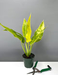 Philodendron Calkins Gold - Plant Proper - 4"