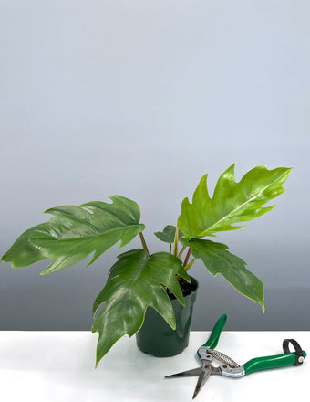 Philodendron Mayoi - Plant Proper - 4" Pot