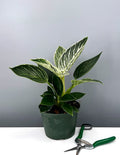 6" Philodendron Birkin - House Plant - Plant Proper