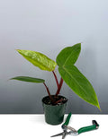 Philodendron Emerald Red - Plant Proper - 4" Pot