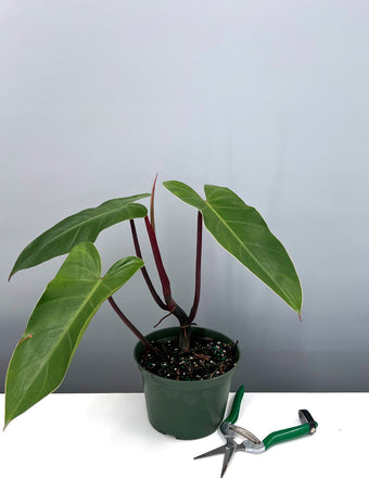Philodendron Emerald Red - Plant Proper - 4" Pot