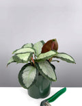 4" Calathea Royal Standard - Prayer Plant - Plant Proper