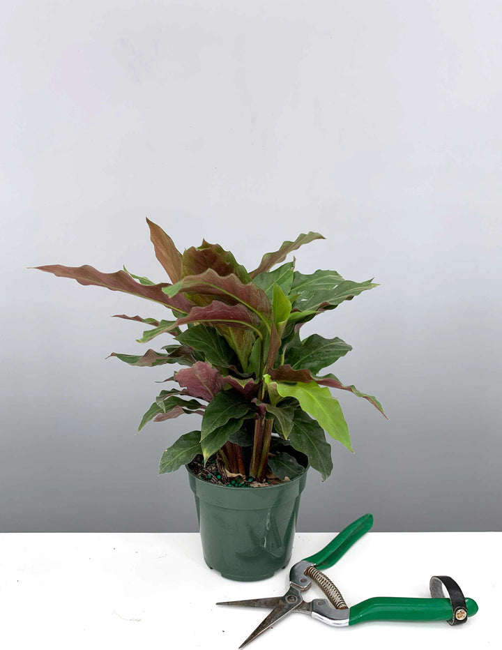 feather indoor plant Calathea Rufibarba | Fuzzy Feathers