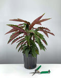 6" Premium Calathea Rufibarba - Fuzzy Feathers - Plant Proper