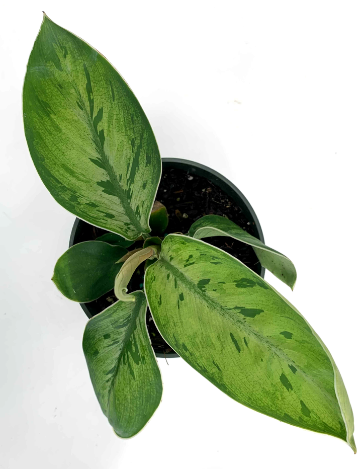 Homalomena Selby | Houseplants | Always Affordable at Plant Proper