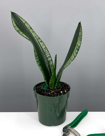 Plant Proper - House Plant - Indoor Plant - Sansevieria Silver Flame - 4"