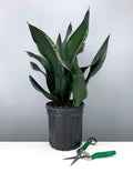 Plant Proper - House Plant - Indoor Plant - Sansevieria Silver Flame - 6" Premium
