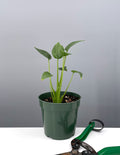 Alocasia Tiny Dancer - Plant Proper - 4" Pot