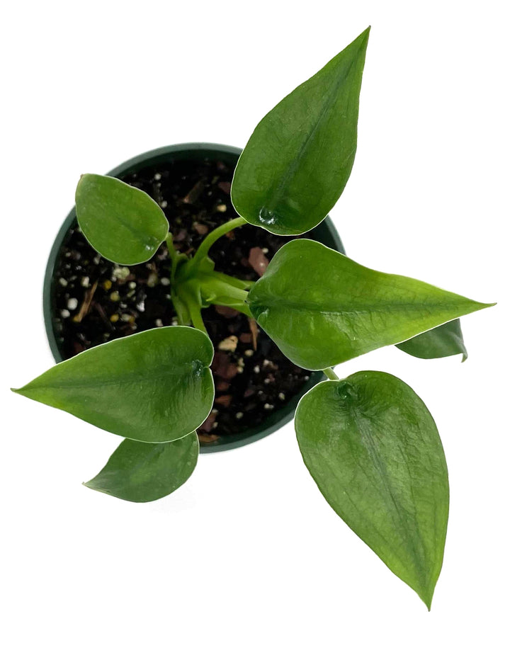 Alocasia 'Tiny Dancer' - 4" Pot Size Default Title | Public Goods