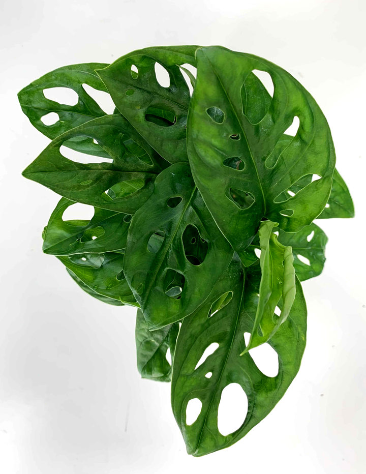money plant with holes in leaves Monstera Adansonii | Swiss Cheese Vine Plant