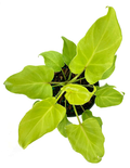 Philodendron Xanadu Neon - Philodendron Winterbourn - Plant Proper