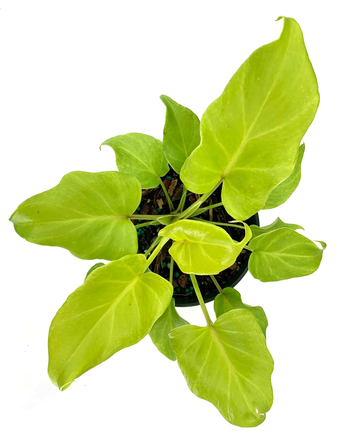 Philodendron Xanadu Neon - Philodendron Winterbourn - Plant Proper